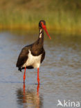 Zwarte Ooievaar (Ciconia nigra)