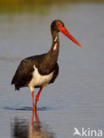 Black Stork (Ciconia nigra)