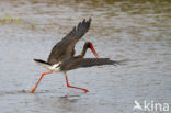 Zwarte Ooievaar (Ciconia nigra)