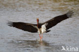 Zwarte Ooievaar (Ciconia nigra)