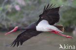 Zwarte Ooievaar (Ciconia nigra)