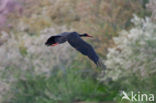 Zwarte Ooievaar (Ciconia nigra)