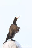 Great Cormorant (Phalacrocorax carbo)