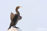 Aalscholver (Phalacrocorax carbo)