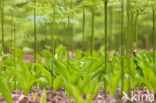 Western brackenfern (Pteridium aquilinum)