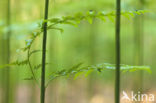 Western brackenfern (Pteridium aquilinum)