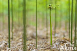 Western brackenfern (Pteridium aquilinum)