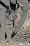 African elephant (Loxodonta africana) 