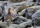 Alpensneeuwhoen (Lagopus muta)