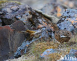 Alpensneeuwhoen (Lagopus muta)