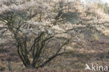 Juneberry (Amelanchier lamarckii)
