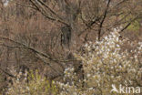 Juneberry (Amelanchier lamarckii)