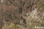 Amerikaans krentenboompje (Amelanchier lamarckii)