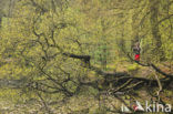 Red Oak (Quercus rubra)