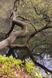 Red Oak (Quercus rubra)