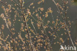 Amerikaanse vogelkers (Prunus serotina)