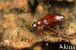 Anthobium atrocephalum