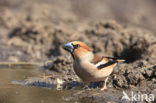 Appelvink (Coccothraustes spec.)