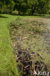 Azuurwaterjuffer (Coenagrion puella)