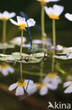 Azure Damselfly (Coenagrion puella)