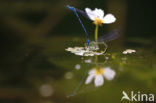 Azure Damselfly (Coenagrion puella)