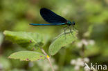 Beautiful Demoiselle (Calopteryx virgo spp. festiva)