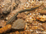 Beekprik (Lampetra planeri) 