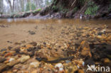 Brook Lamprey (Lampetra planeri)