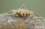 Beekrombout (Gomphus vulgatissimus) 