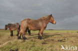 Belgian Horse (Equus spp)