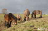 Belgian Horse (Equus spp)