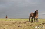 Belgian Horse (Equus spp)