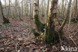 Birch (Betula)