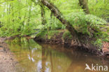 Beech (Fagus sylvatica)