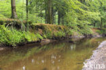 Beech (Fagus sylvatica)