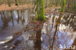 Beuk (Fagus sylvatica)