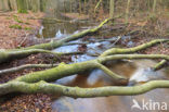 Beech (Fagus sylvatica)