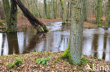 Beuk (Fagus sylvatica)