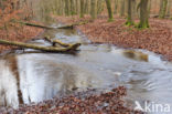 Beuk (Fagus sylvatica)