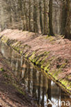 Beuk (Fagus sylvatica)