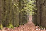 Beuk (Fagus sylvatica)