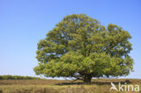 Beuk (Fagus sylvatica)