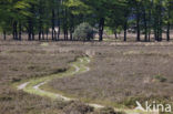 Beuk (Fagus sylvatica)