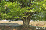 Beuk (Fagus sylvatica)