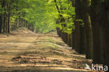 Beech (Fagus sylvatica)