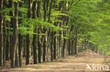 Beech (Fagus sylvatica)