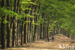 Beech (Fagus sylvatica)