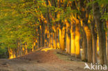 Beech (Fagus sylvatica)