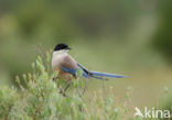 Blauwe Ekster (Cyanopica cyanus)