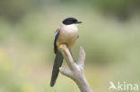 Blauwe Ekster (Cyanopica cyanus)